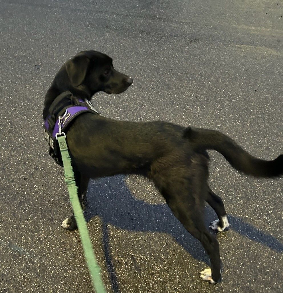 Bugsy, an adoptable Labrador Retriever in Kellogg, ID, 83837 | Photo Image 4