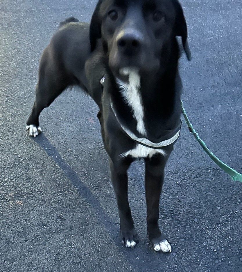 Bugsy, an adoptable Labrador Retriever in Kellogg, ID, 83837 | Photo Image 5