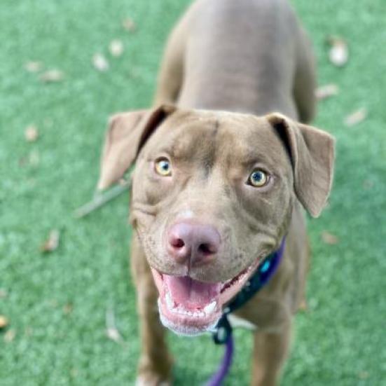 Shyla, an adoptable Mixed Breed in Naples, FL, 34104 | Photo Image 1