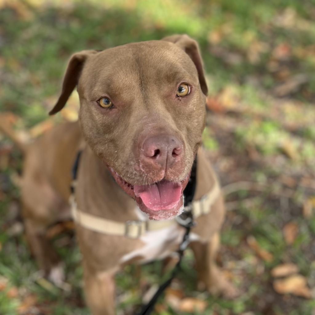 Shyla, an adoptable Mixed Breed in Naples, FL, 34104 | Photo Image 2