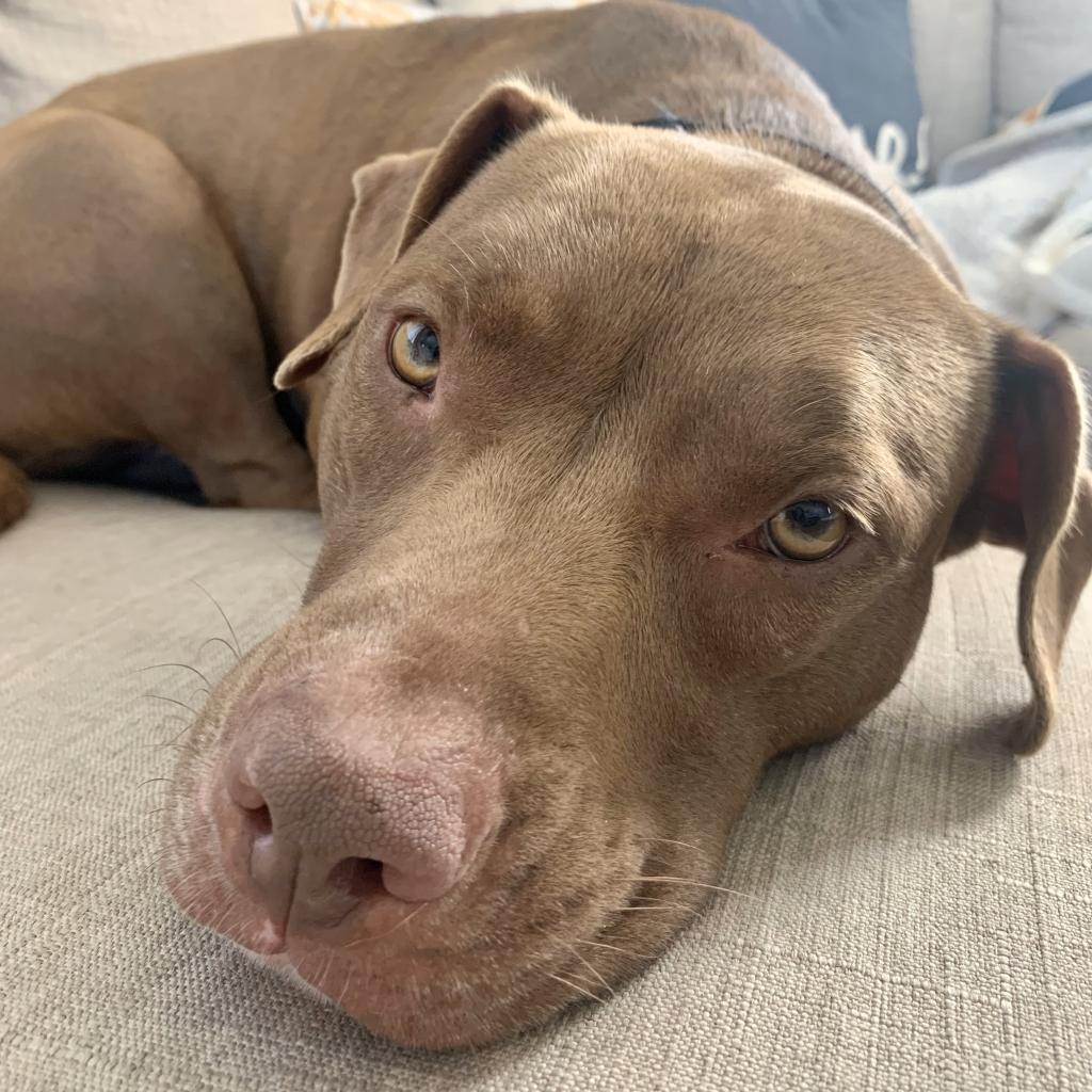 Shyla, an adoptable Mixed Breed in Naples, FL, 34104 | Photo Image 3