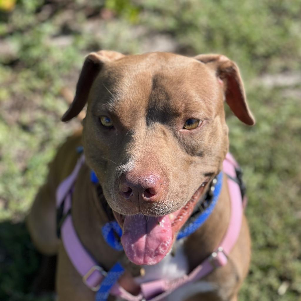 Shyla, an adoptable Mixed Breed in Naples, FL, 34104 | Photo Image 4