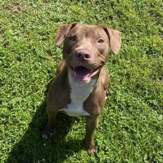 Shyla, an adoptable Mixed Breed in Naples, FL, 34104 | Photo Image 5