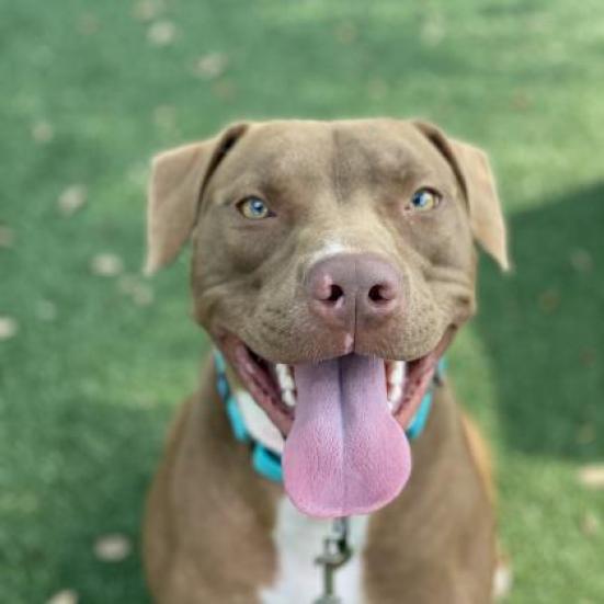 Shyla, an adoptable Mixed Breed in Naples, FL, 34104 | Photo Image 6