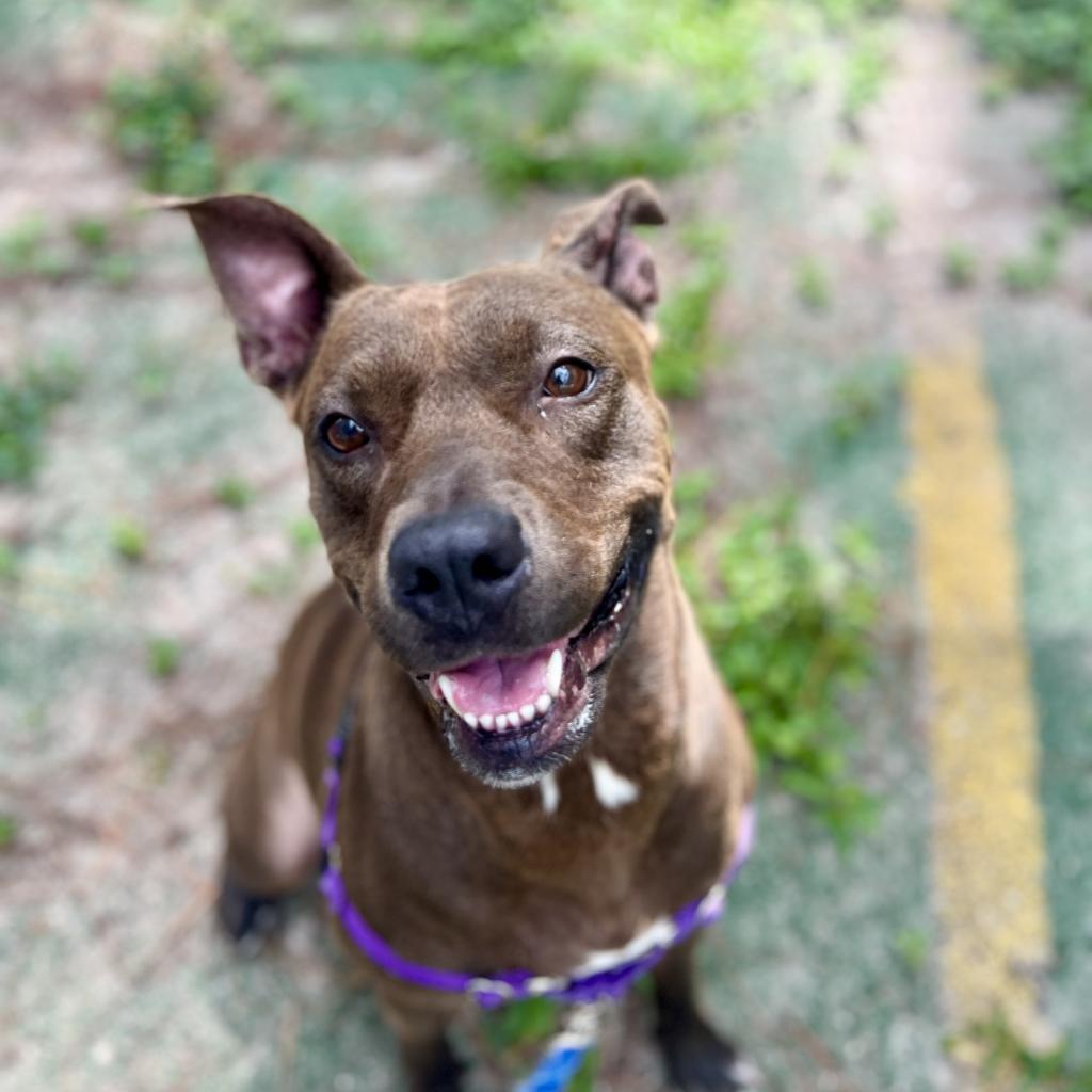 Queenie, an adoptable Mixed Breed in Naples, FL, 34104 | Photo Image 1