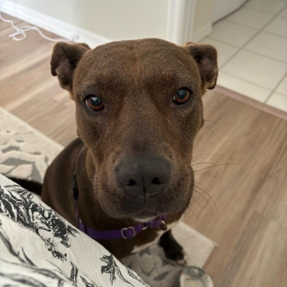 Queenie, an adoptable Mixed Breed in Naples, FL, 34104 | Photo Image 2