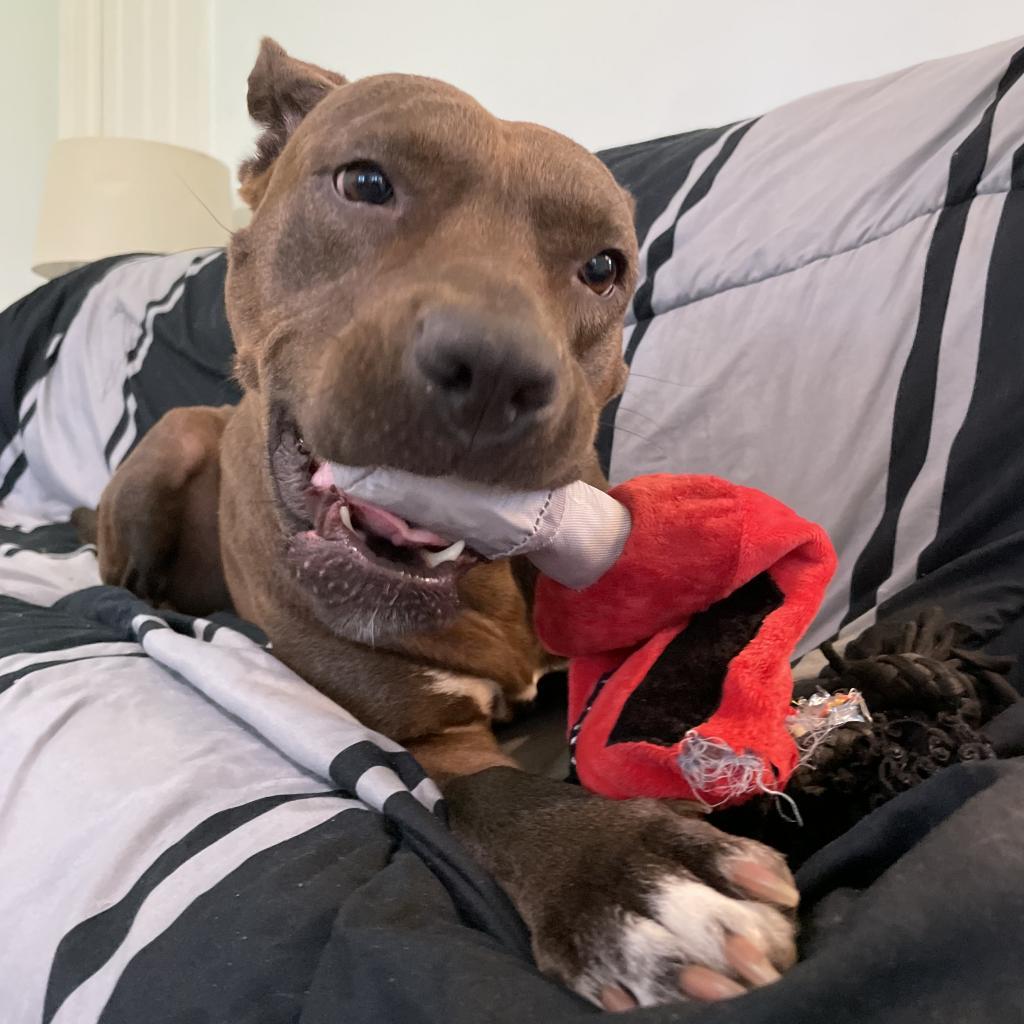 Queenie, an adoptable Mixed Breed in Naples, FL, 34104 | Photo Image 3