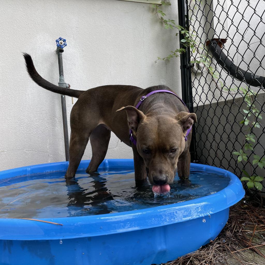 Queenie, an adoptable Mixed Breed in Naples, FL, 34104 | Photo Image 4
