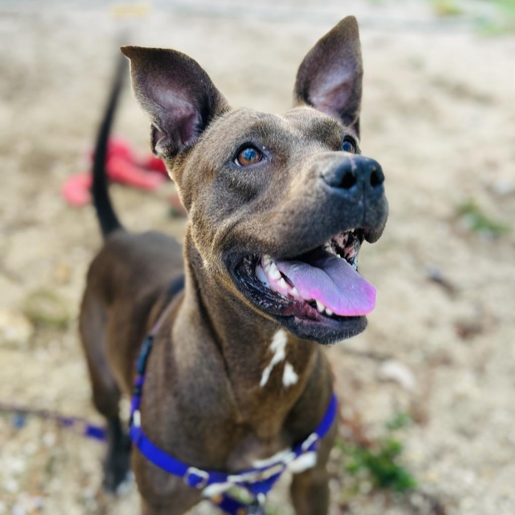 Queenie, an adoptable Mixed Breed in Naples, FL, 34104 | Photo Image 5