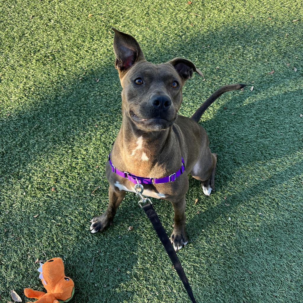 Queenie, an adoptable Mixed Breed in Naples, FL, 34104 | Photo Image 6