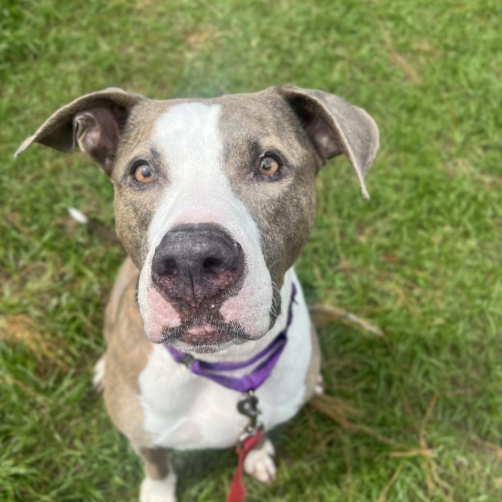 Shadow, an adoptable Mixed Breed in Naples, FL, 34104 | Photo Image 1