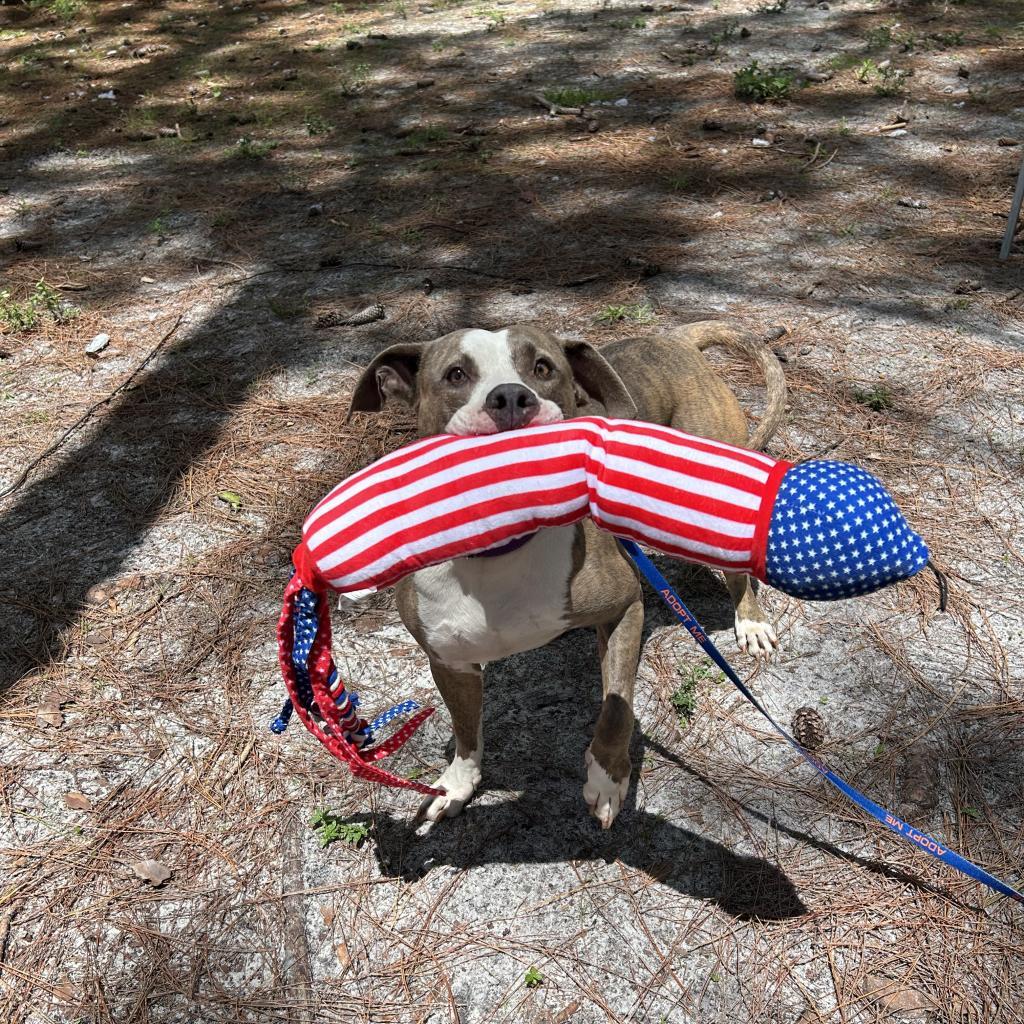 Shadow, an adoptable Mixed Breed in Naples, FL, 34104 | Photo Image 2