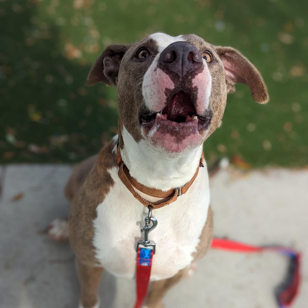 Shadow, an adoptable Mixed Breed in Naples, FL, 34104 | Photo Image 4