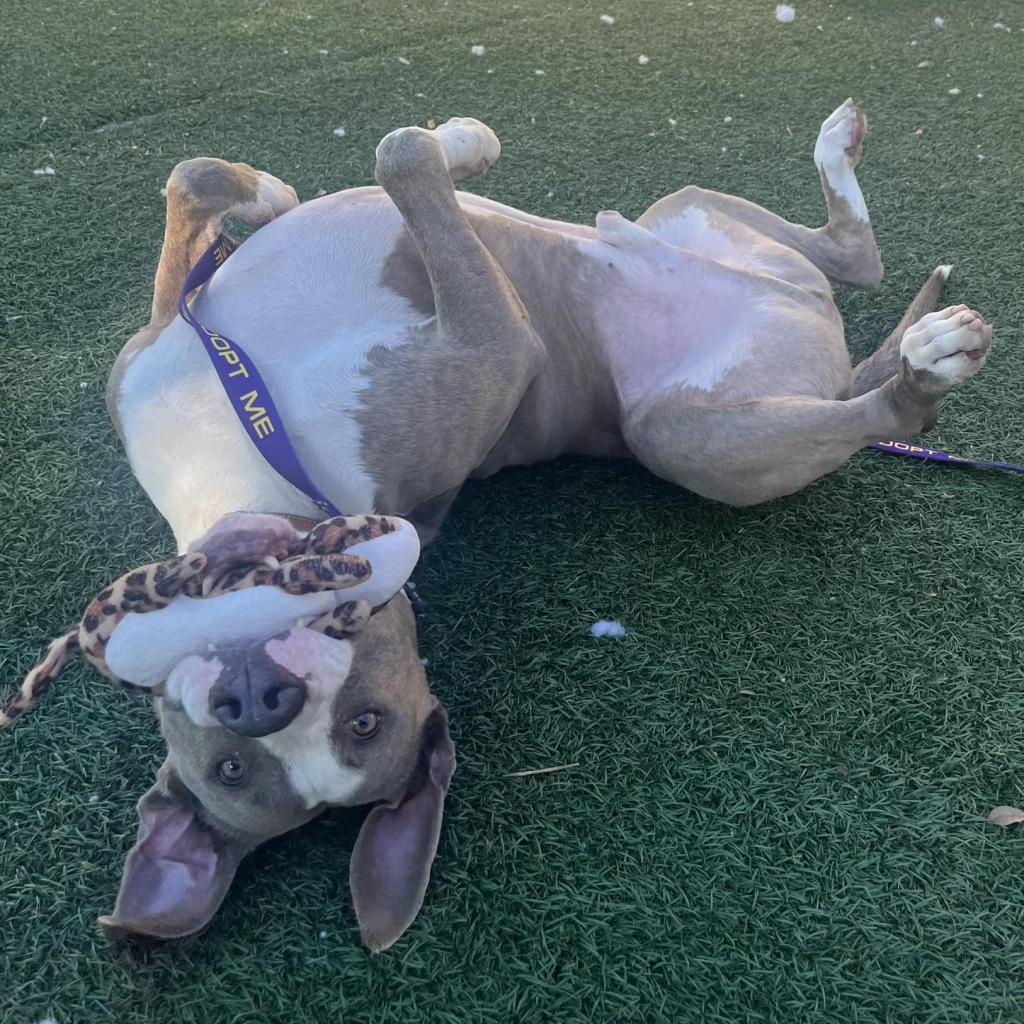 Shadow, an adoptable Mixed Breed in Naples, FL, 34104 | Photo Image 6