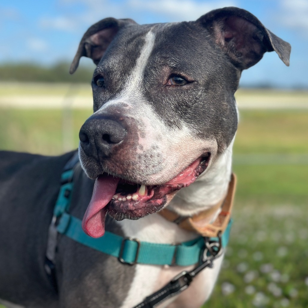 Deja, an adoptable Mixed Breed in Naples, FL, 34104 | Photo Image 1