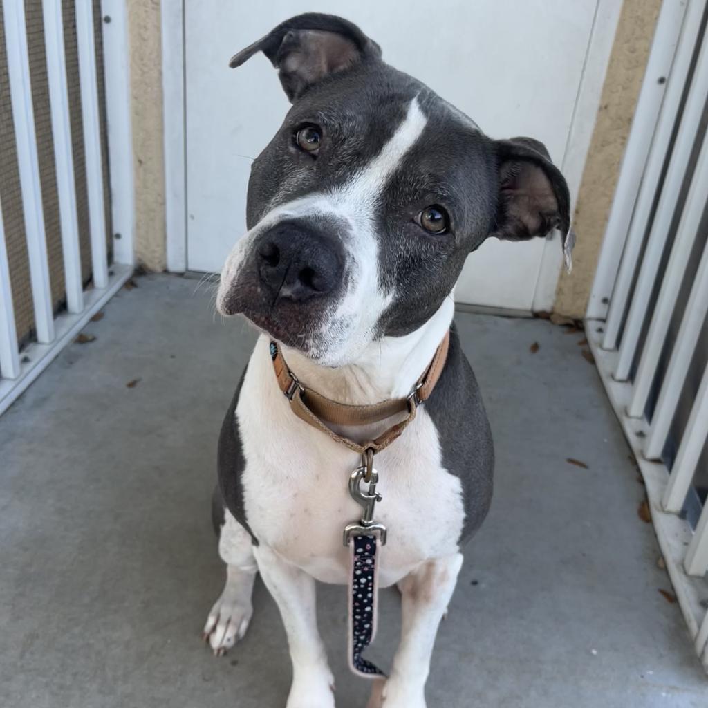 Deja, an adoptable Mixed Breed in Naples, FL, 34104 | Photo Image 2