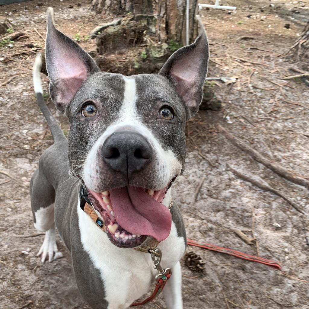 Deja, an adoptable Mixed Breed in Naples, FL, 34104 | Photo Image 3