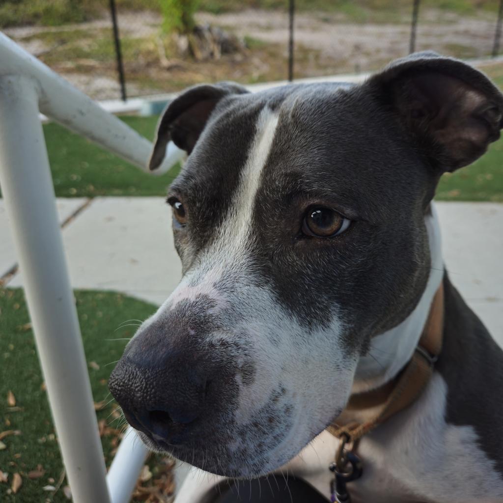 Deja, an adoptable Mixed Breed in Naples, FL, 34104 | Photo Image 4