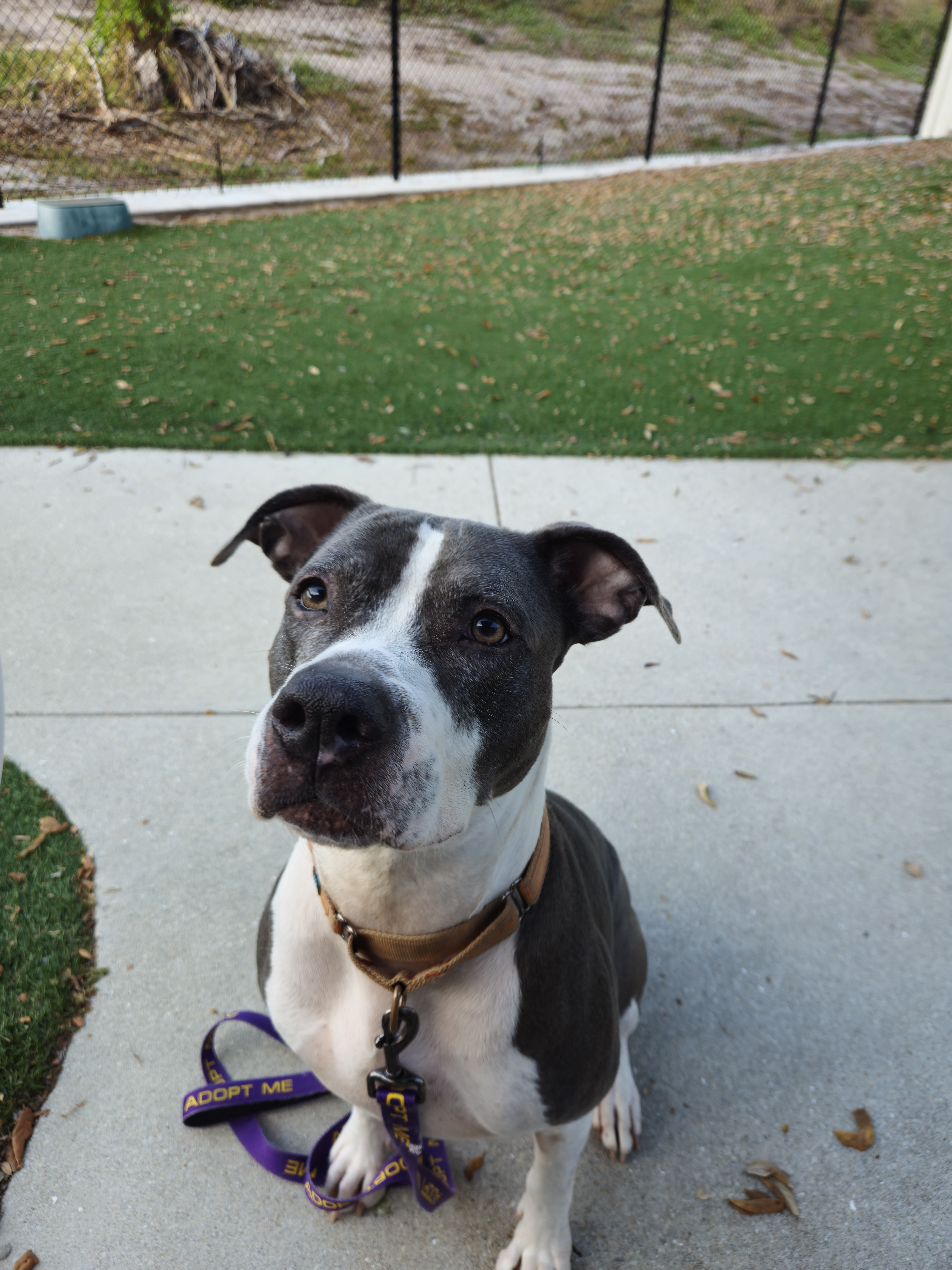 Deja, an adoptable Mixed Breed in Naples, FL, 34104 | Photo Image 5