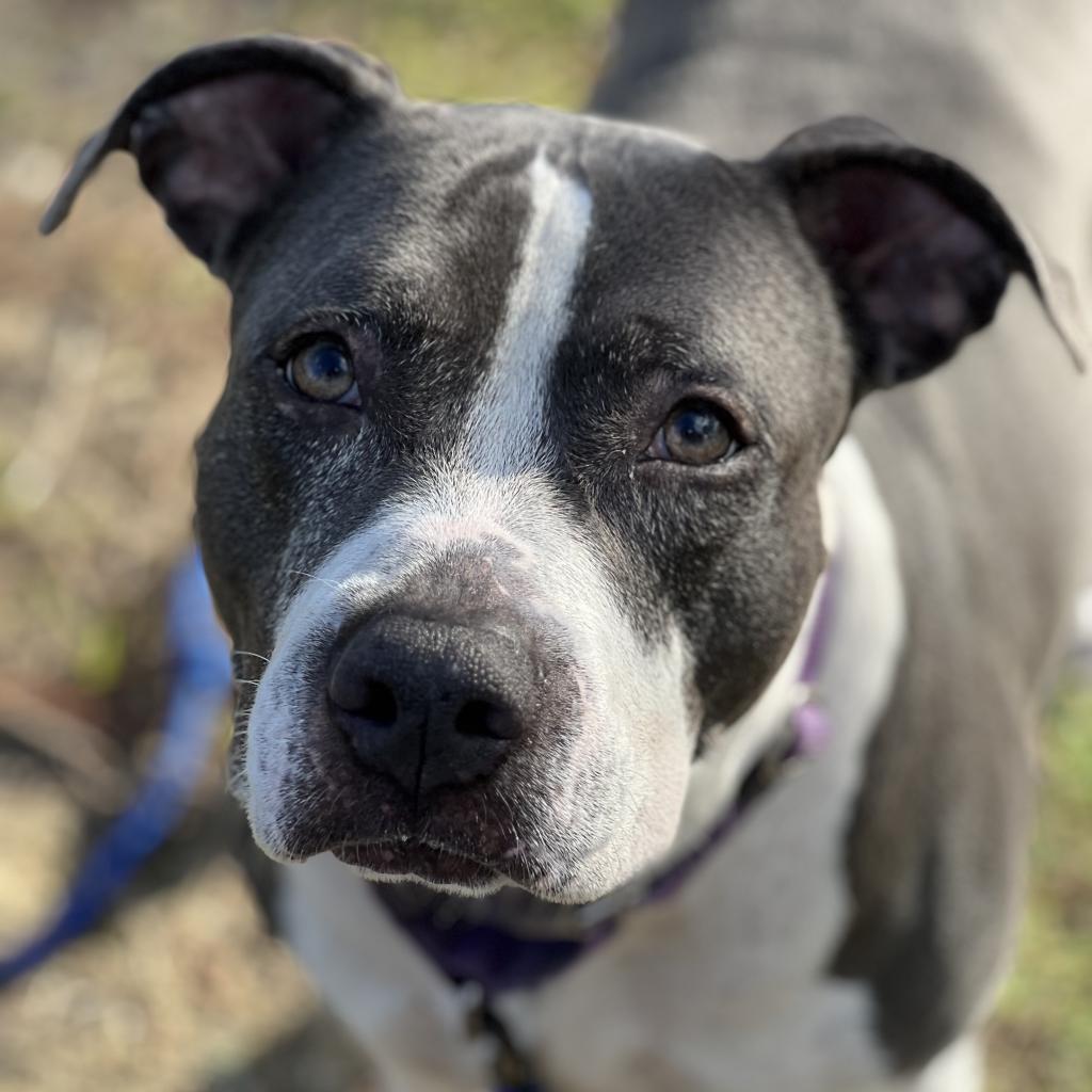 Deja, an adoptable Mixed Breed in Naples, FL, 34104 | Photo Image 6