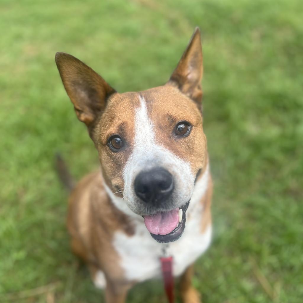 Trooper, an adoptable Mixed Breed in Naples, FL, 34104 | Photo Image 1