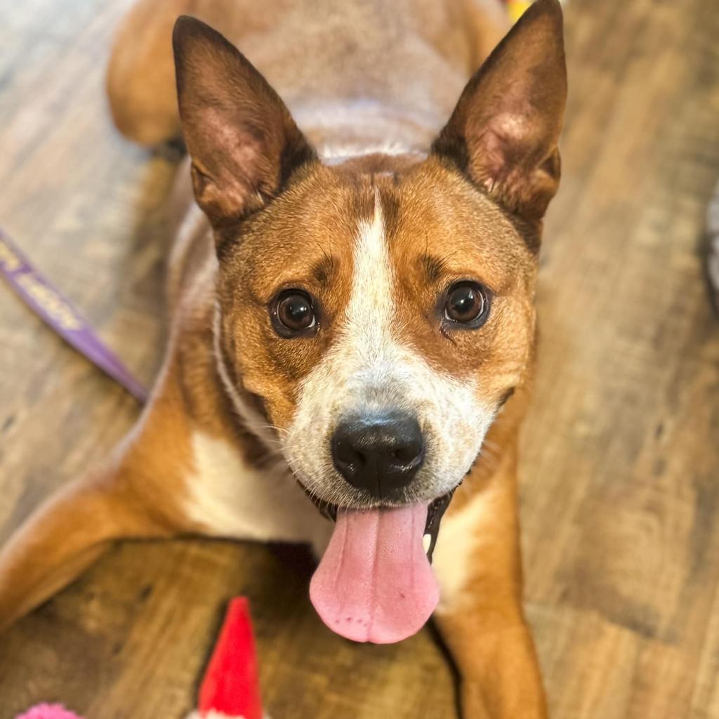 Trooper, an adoptable Mixed Breed in Naples, FL, 34104 | Photo Image 2