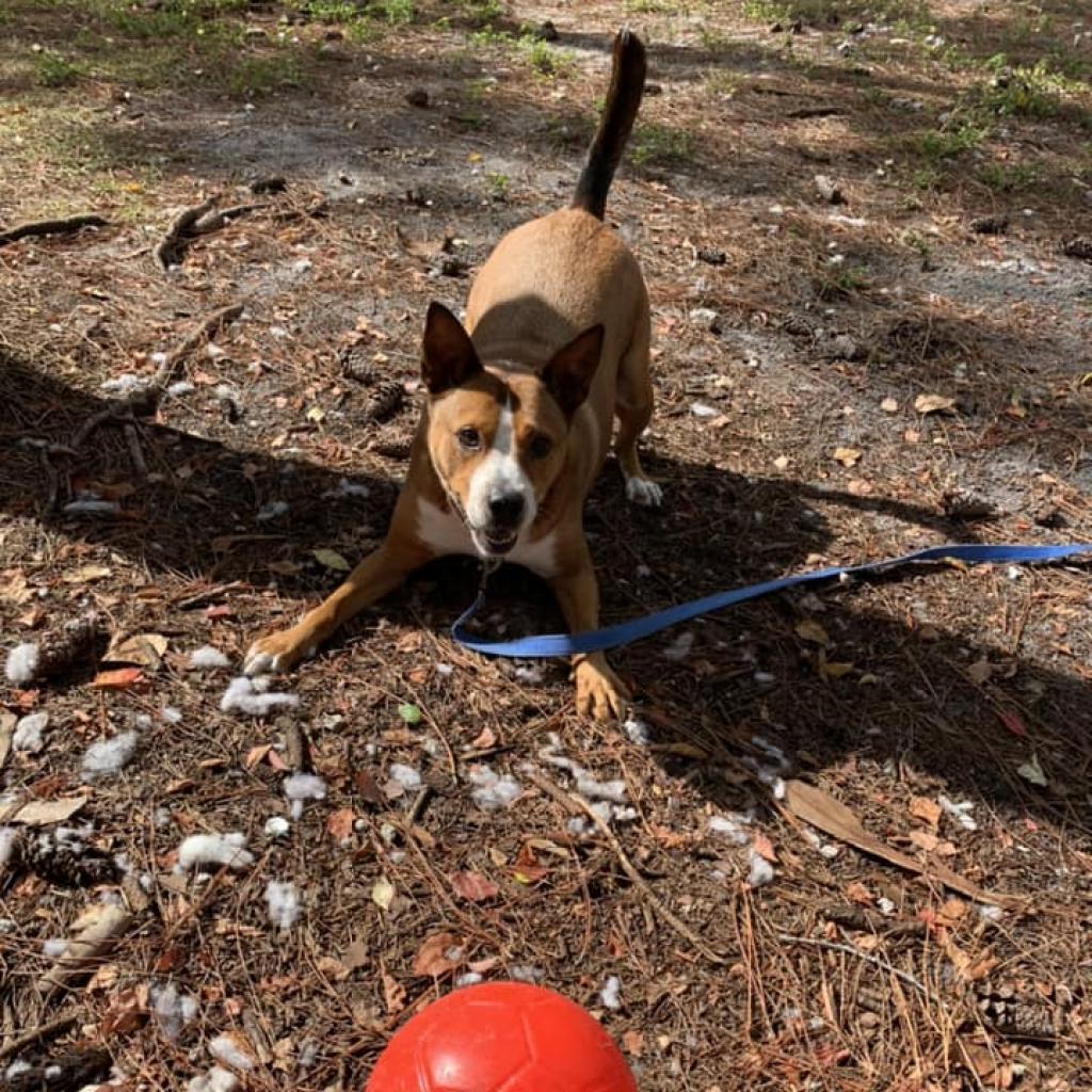 Trooper, an adoptable Mixed Breed in Naples, FL, 34104 | Photo Image 3