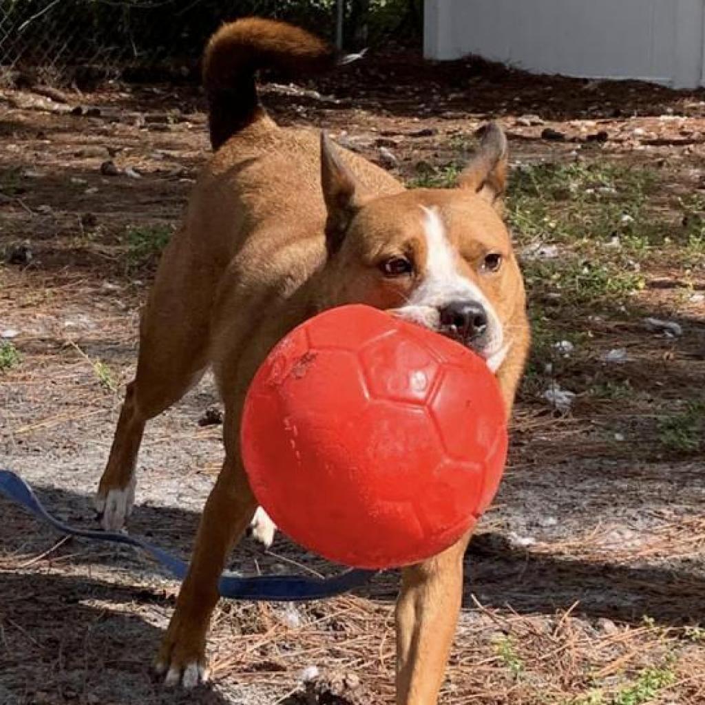 Trooper, an adoptable Mixed Breed in Naples, FL, 34104 | Photo Image 4