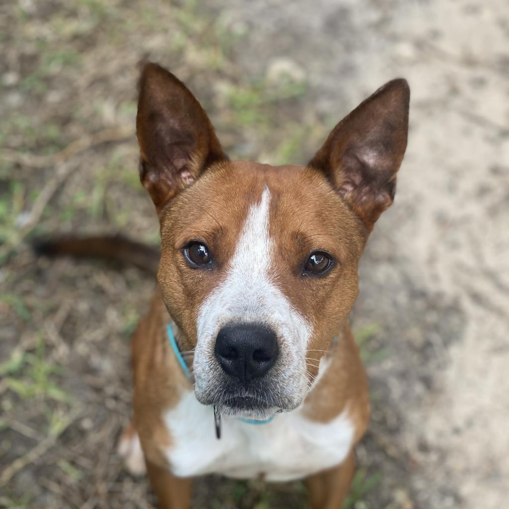 Trooper, an adoptable Mixed Breed in Naples, FL, 34104 | Photo Image 5