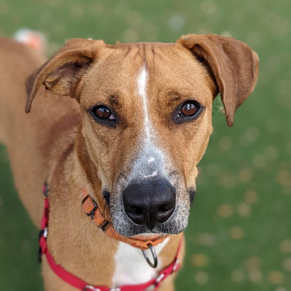 Jumanji, an adoptable Mixed Breed in Naples, FL, 34104 | Photo Image 2