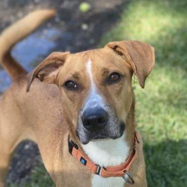 Jumanji, an adoptable Mixed Breed in Naples, FL, 34104 | Photo Image 3