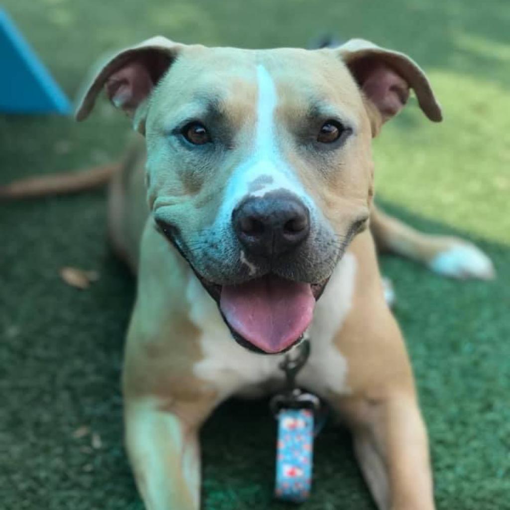 Betty Boo, an adoptable Mixed Breed in Naples, FL, 34104 | Photo Image 1
