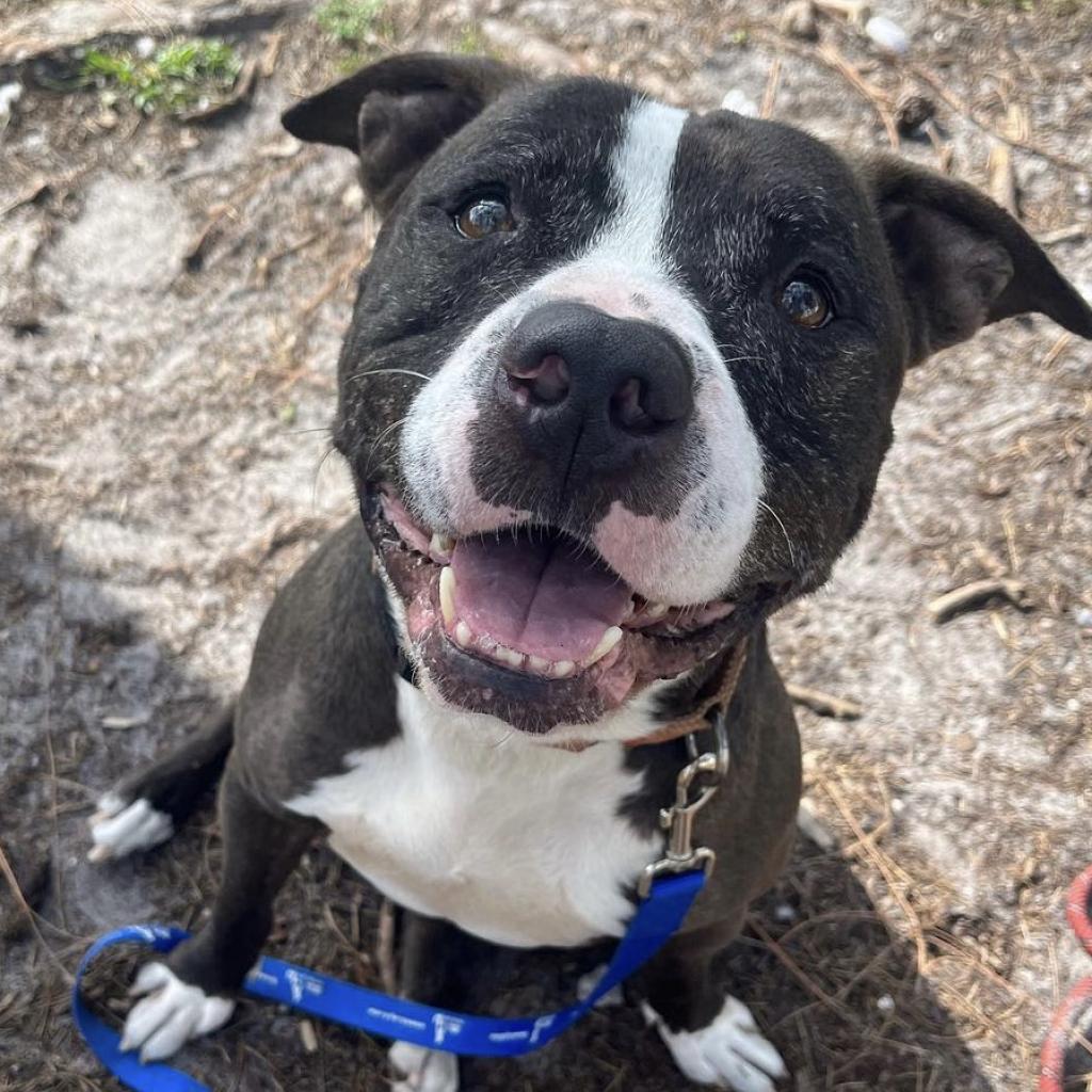 Coco Melon, an adoptable Mixed Breed in Naples, FL, 34104 | Photo Image 1