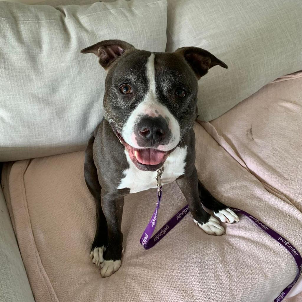 Coco Melon, an adoptable Mixed Breed in Naples, FL, 34104 | Photo Image 2