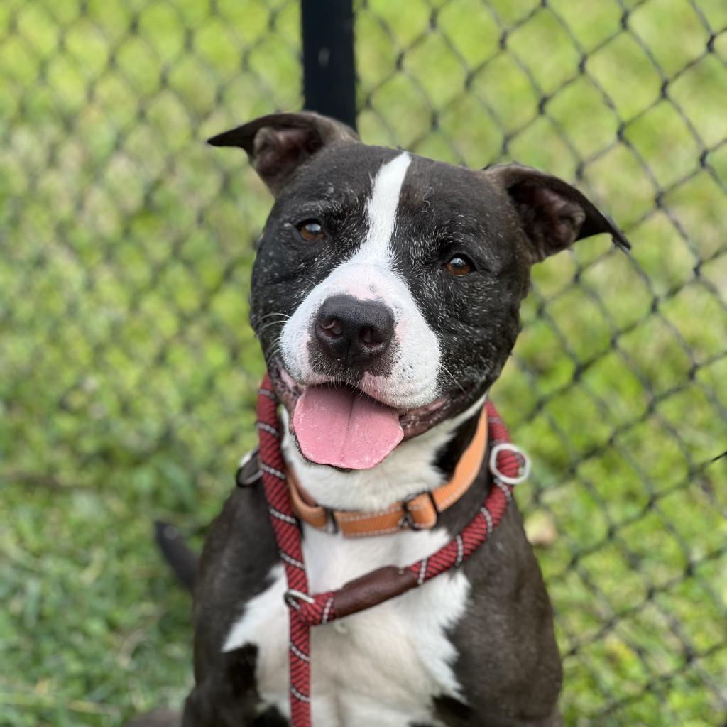 Coco Melon, an adoptable Mixed Breed in Naples, FL, 34104 | Photo Image 3