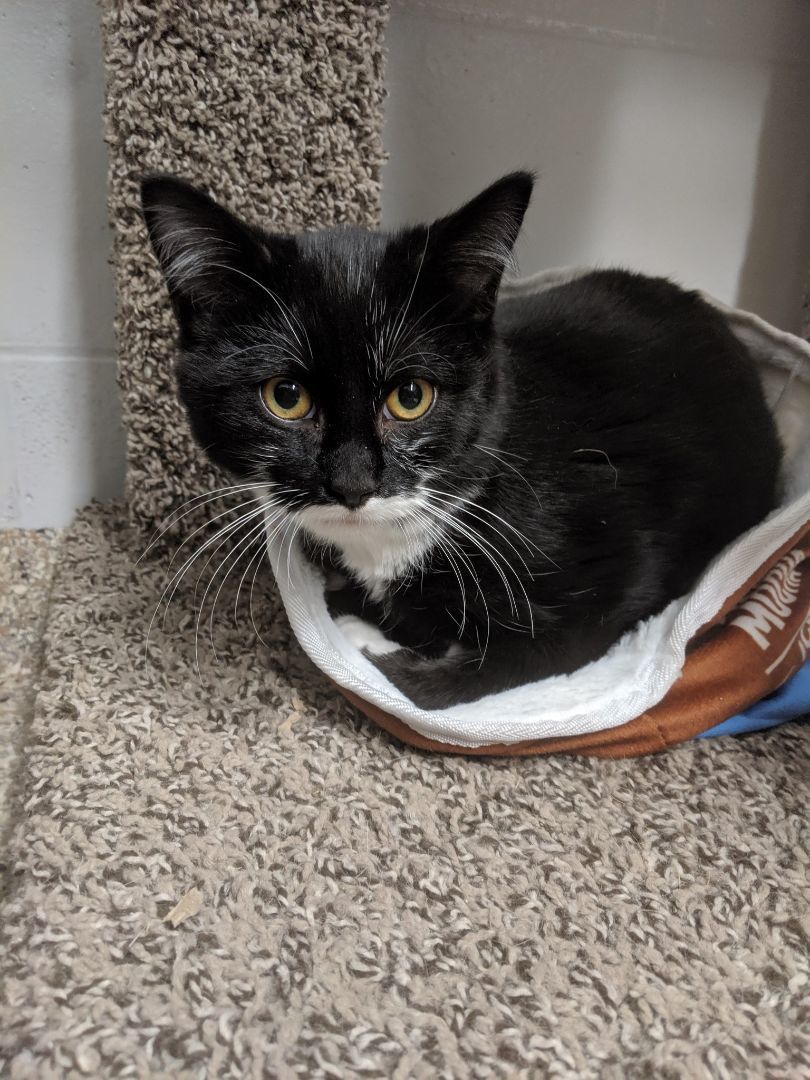 Cat for adoption Muggles, a Domestic Short Hair Mix in Yorkville, IL