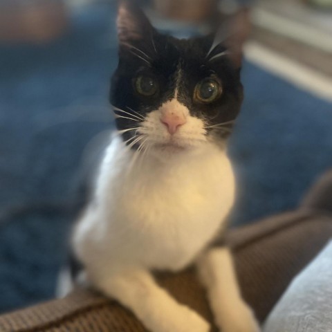 Sweet Potatoe 1