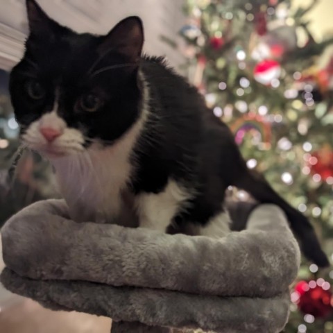 Sweet Potatoe 2