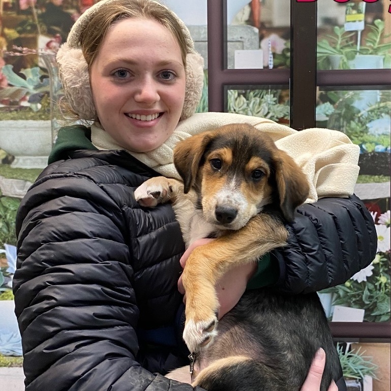 Dog for adoption Doogie, a Coonhound Mix in Elyria, OH Petfinder