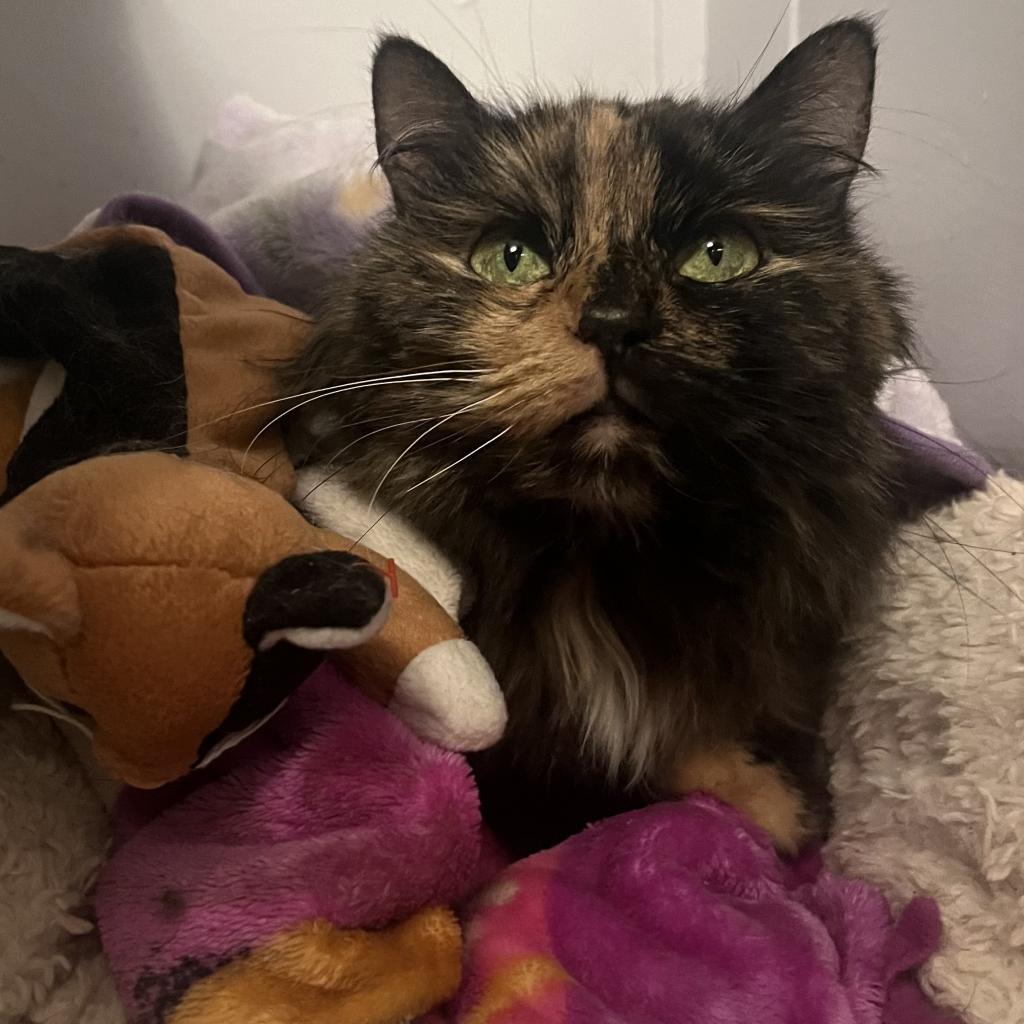 Ciera, an adoptable Domestic Medium Hair in Kanab, UT, 84741 | Photo Image 1