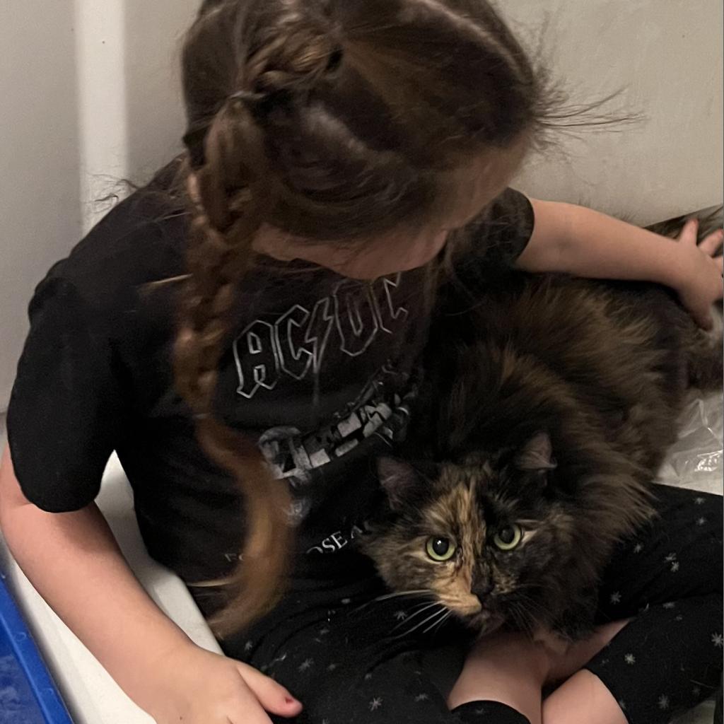 Ciera, an adoptable Domestic Medium Hair in Kanab, UT, 84741 | Photo Image 2