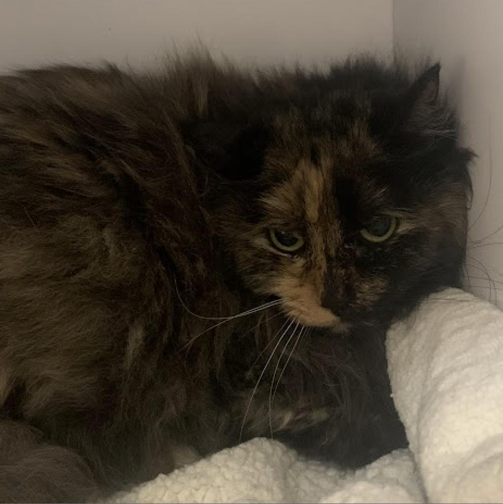 Ciera, an adoptable Domestic Medium Hair in Kanab, UT, 84741 | Photo Image 3