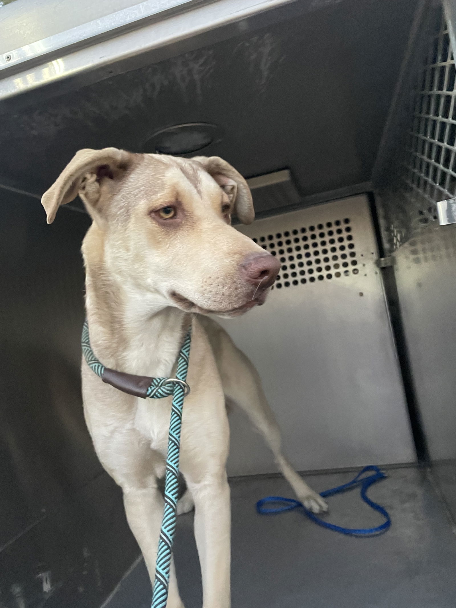 Sarobi, an adoptable Shepherd in El Centro, CA, 92243 | Photo Image 1