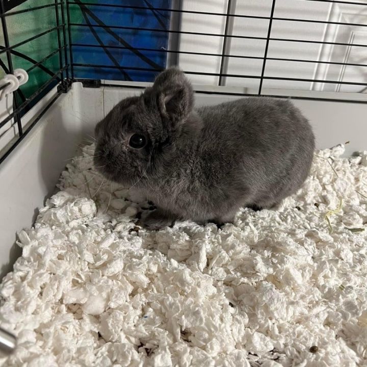 Netherland dwarf hot sale adoption