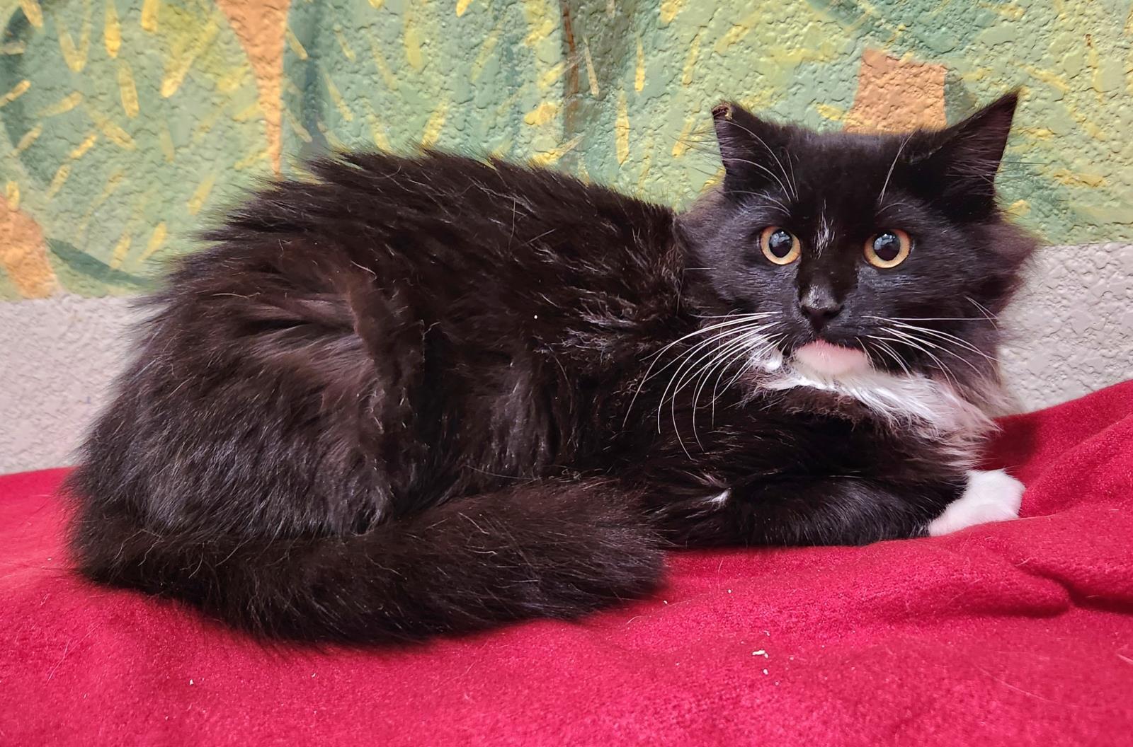 Rose Lavelle, an adoptable Domestic Long Hair in Lincoln, CA, 95648 | Photo Image 2