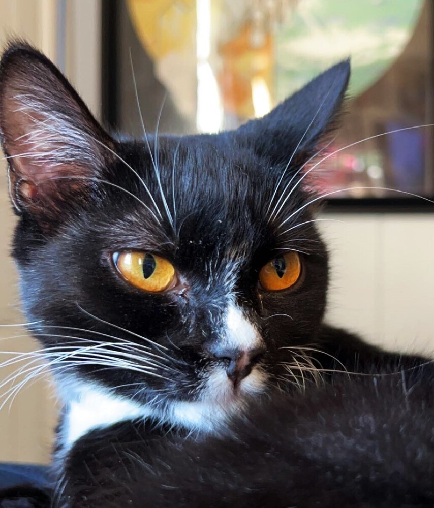 Zippy, an adoptable Domestic Long Hair in Lebanon, OR, 97355 | Photo Image 1