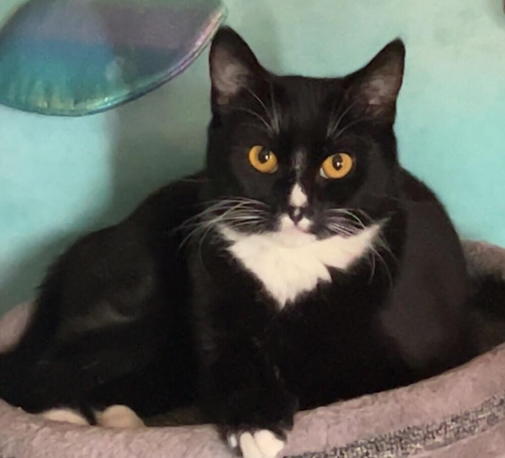 Zippy, an adoptable Domestic Long Hair in Lebanon, OR, 97355 | Photo Image 2