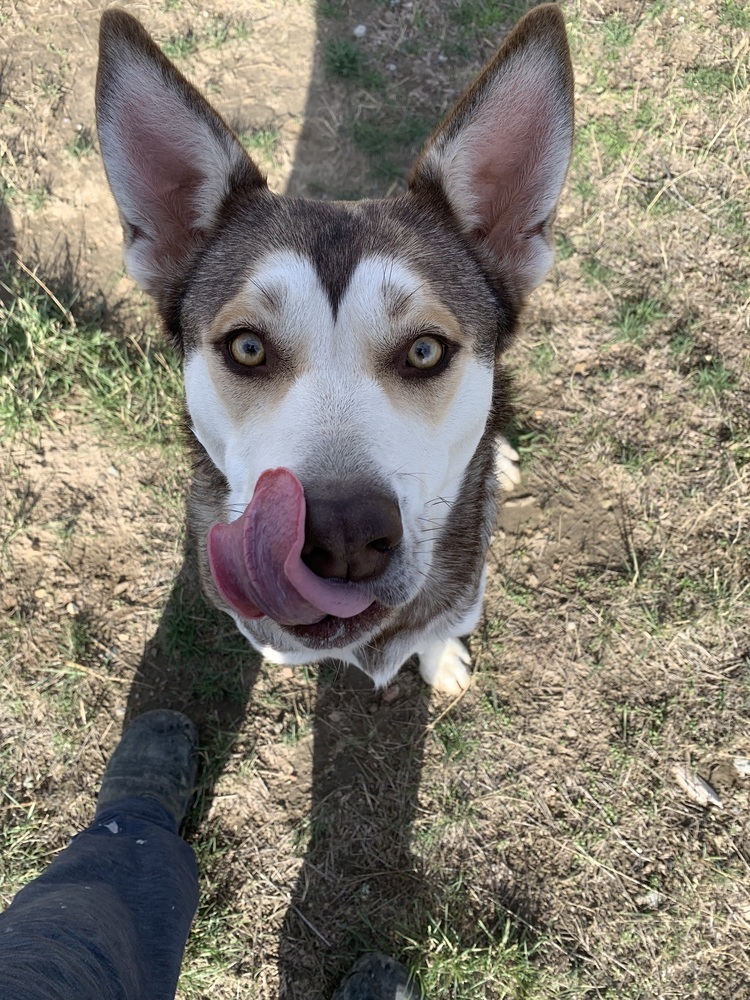 Gilly, an adoptable Husky in Dodson, MT, 59524 | Photo Image 2