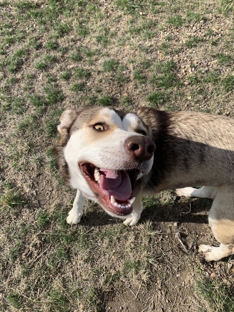 Gilly, an adoptable Husky in Dodson, MT, 59524 | Photo Image 3
