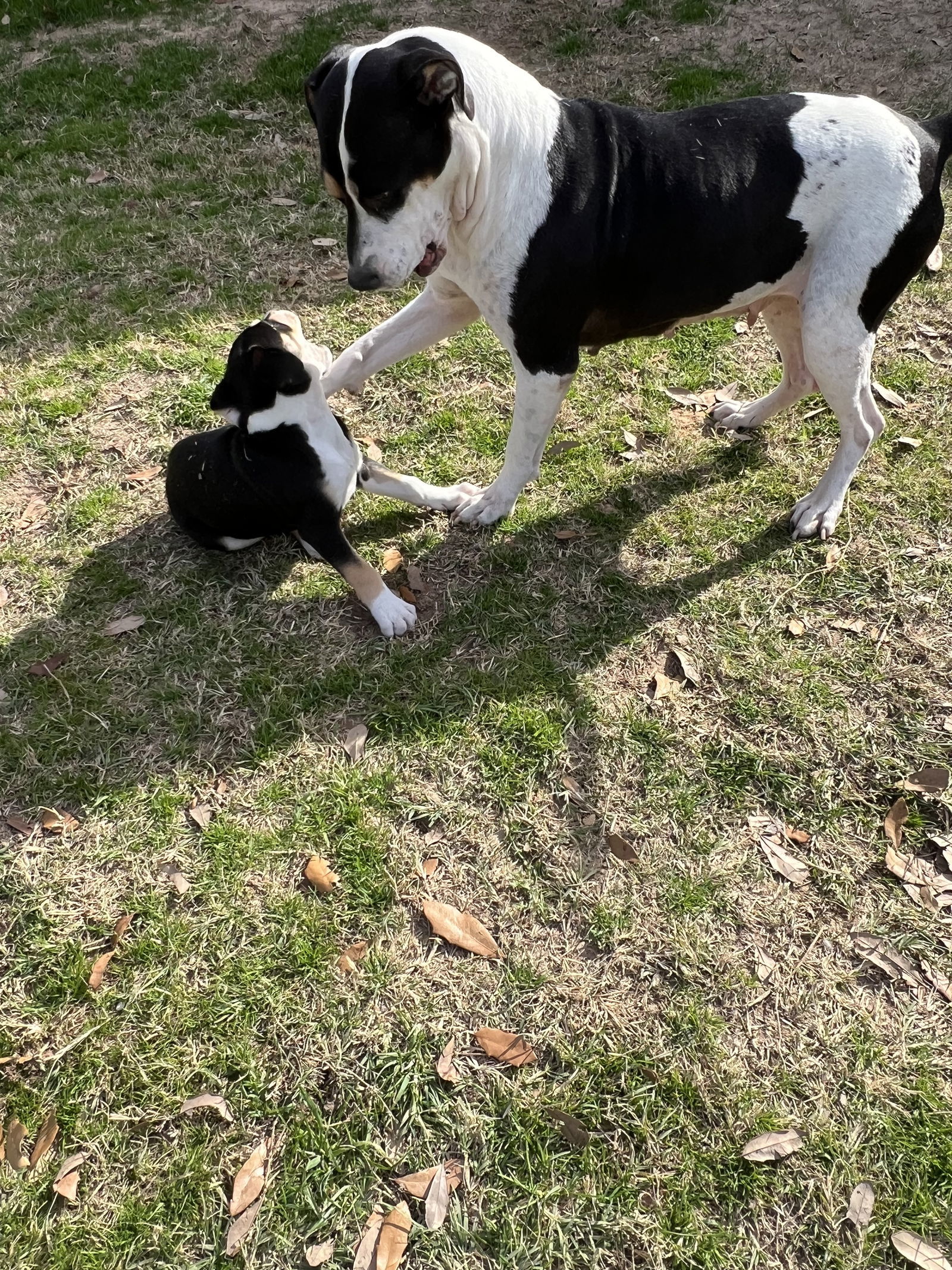 Maggie